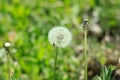 White fluffy dandelion flower on the green grass blurred bokeh amazing nature background. Tranquil macro art wallpaper Royalty Free Stock Photo