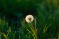 White fluffy dandelion flower on the green grass blurred bokeh amazing nature background. Tranquil macro art wallpaper Royalty Free Stock Photo