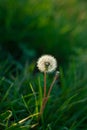 White fluffy dandelion flower on the green grass blurred bokeh amazing nature background. Tranquil macro art wallpaper Royalty Free Stock Photo