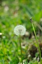 White fluffy dandelion flower on the green grass blurred bokeh amazing nature background. Tranquil macro art wallpaper Royalty Free Stock Photo