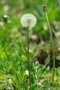 White fluffy dandelion flower on the green grass blurred bokeh amazing nature background. Tranquil macro art wallpaper Royalty Free Stock Photo