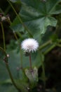 White fluffy dandelion flower on the green grass. Close-up. Royalty Free Stock Photo