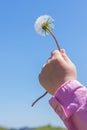 White fluffy dandelion flower in the hand of a little child on a clear blue sky background.Happy childhood greeting card Royalty Free Stock Photo