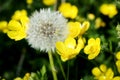 white fluffy dandelion flower among yellow flowers of creeping buttercup in spring on dark green bokeh background Royalty Free Stock Photo