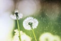 White fluffy dandelion flowers on the meadow under the summer rain . A joyous light-hearted mood.