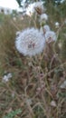 White fluffy dandelion globe of seeds Royalty Free Stock Photo