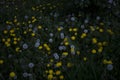 white and yellow dandelions among the grass