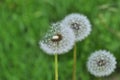 White fluffy dandelion on a green background of grass in a field. Autumn, summer. Royalty Free Stock Photo