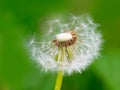 White fluffy dandelion on a green background Royalty Free Stock Photo