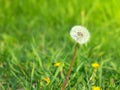 White fluffy dandelion on a green background Royalty Free Stock Photo