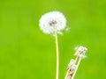 White fluffy dandelion on a green background Royalty Free Stock Photo