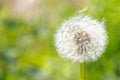 White fluffy dandelion on green background Royalty Free Stock Photo