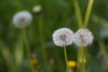 White fluffy dandelion on a green background. Royalty Free Stock Photo