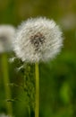 White fluffy dandelion on a green field