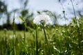 a white fluffy dandelion among green grass in a field against a blue sky background Royalty Free Stock Photo