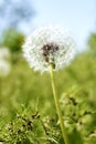 a white fluffy dandelion among green grass in a field against a blue sky background Royalty Free Stock Photo