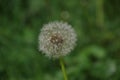 White fluffy dandelion on the green grass. selective focus. Can be used in the interior, background or for advertising Royalty Free Stock Photo