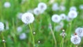 White fluffy dandelion in green grass swaying in the wind during the day, cloudy weather Royalty Free Stock Photo