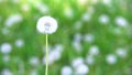 White fluffy dandelion in green grass swaying in the wind during the day, cloudy weather Royalty Free Stock Photo