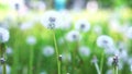 White fluffy dandelion in green grass swaying in the wind during the day, cloudy weather Royalty Free Stock Photo