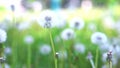 White fluffy dandelion in green grass swaying in the wind during the day, cloudy weather Royalty Free Stock Photo