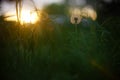 White fluffy dandelion grow in the summer garden at sunset Royalty Free Stock Photo