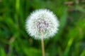 White fluffy dandelion, natural green blurred spring and summer background, selective focus. Selective focus Royalty Free Stock Photo