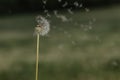 White fluffy dandelion natural green spring background.Fragile dandelion feathers close up.Spring colorful nature. Dandelion seeds Royalty Free Stock Photo