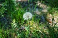 White fluffy dandelion. Nature green blurred spring background. Selective focus Royalty Free Stock Photo