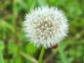 White fluffy dandelion Royalty Free Stock Photo