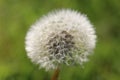 White fluffy Dandelion seed head Taraxacum officinale, blowball or clock, close-up with dewdrops, on a natural green background Royalty Free Stock Photo