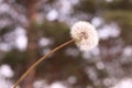 White fluffy dandelion with seeds on a blurred green background. Close-up. Fragility concept Royalty Free Stock Photo