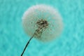 White fluffy dandelion with seeds close-up in water drops on a blue background with selective focus Royalty Free Stock Photo