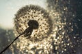 White fluffy dandelion with seeds close-up in water drops and bokeh lights with selective focus. Poster design Royalty Free Stock Photo