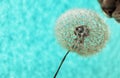 White fluffy dandelion with seeds close-up in water drops and sniffing his cat nose against a blue background with selective focus Royalty Free Stock Photo