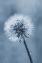 White fluffy dandelion in water droplets after rain in classic blue Royalty Free Stock Photo