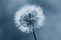 White fluffy dandelion in water droplets after rain in classic blue Royalty Free Stock Photo