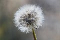 White Fluffy Dandelion In Water Droplets After Rain