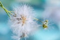 White fluffy dandelion with water drops