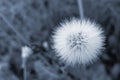 white fluffy dandelion. wildflowers.