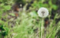 White fluffy dandelion in the woods among the green grass. Land Protection Day, Easter, Spring. Banner. A place for text.