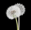 White fluffy dandelions on a black background Royalty Free Stock Photo