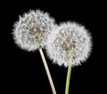 White fluffy dandelions on a black background Royalty Free Stock Photo