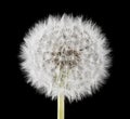 White, fluffy dandelions on a black background Royalty Free Stock Photo