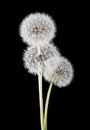 White, fluffy dandelions on a black background Royalty Free Stock Photo