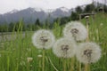 fluffy white dandelions close-up against the background of green grass and black Mountains Royalty Free Stock Photo