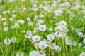 White fluffy dandelions. Field with dandelions Royalty Free Stock Photo