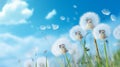 White fluffy dandelions in a field against a blue sky with clouds.