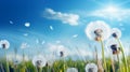 White fluffy dandelions in a field against a blue sky with clouds.