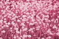 White fluffy dandelions flower in field, natural background Image toned in Viva Magenta, color of the 2023 year